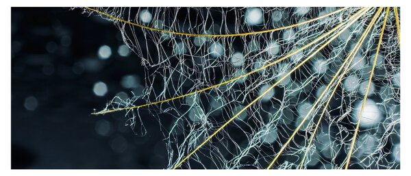 Obraz -Kvet s pavučinou (120x50 cm)
