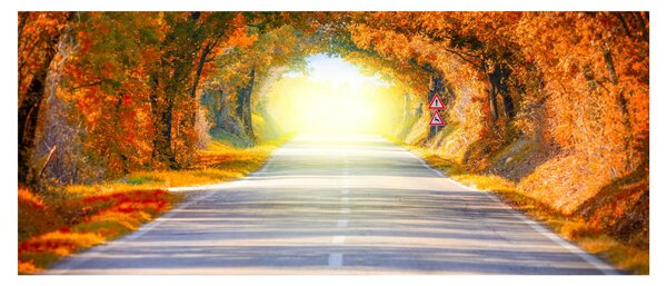 Obraz - Brána z korún stromov (120x50 cm)