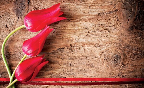 Fototapeta - Tulipán, drevo, stuha (152,5x104 cm)