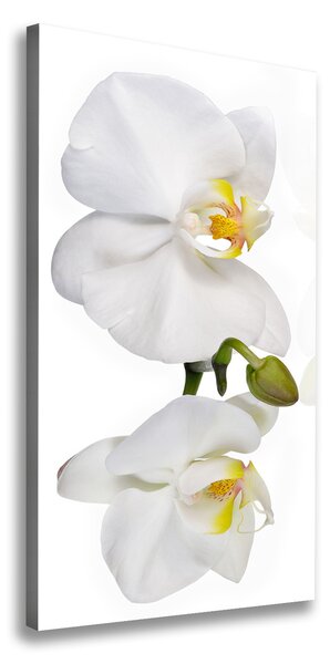 Foto obraz na plátne Biela orchidea
