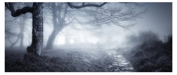 Obraz - Cesta v hmle (120x50 cm)