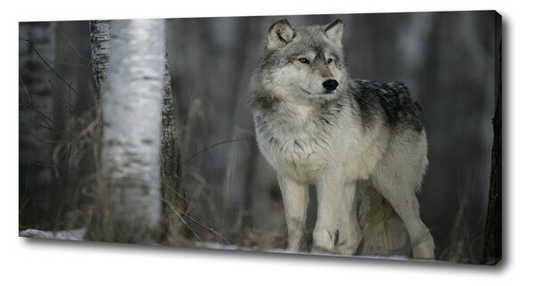 Foto obraz canvas Sivý vlk pl-oc-125x50-f-57875164