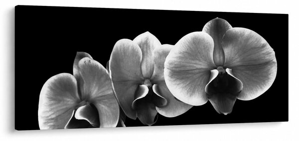 Obraz kvetu orchidey (120x50 cm)
