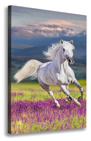 Foto obraz na plátne Biely kôň cval