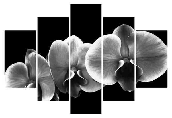 Obraz kvetu orchidey (150x105 cm)