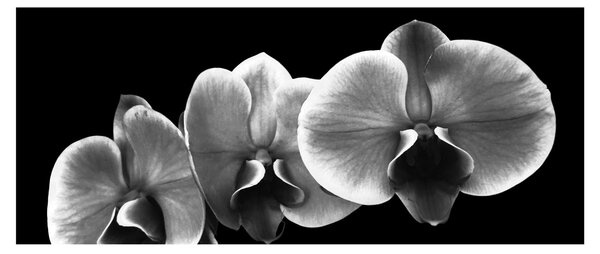Obraz kvetu orchidey (120x50 cm)