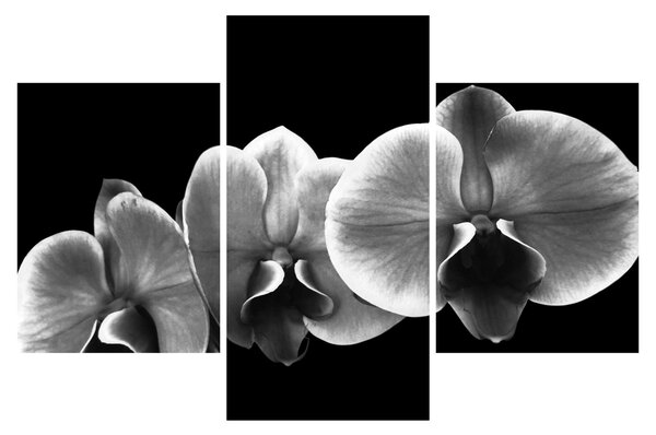Obraz kvetu orchidey (90x60 cm)