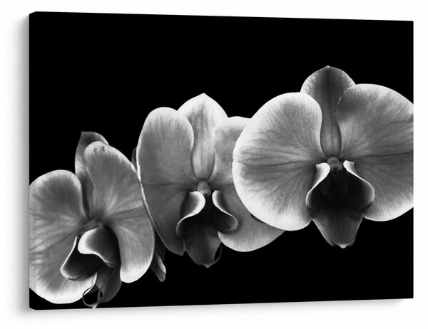 Obraz kvetu orchidey (70x50 cm)