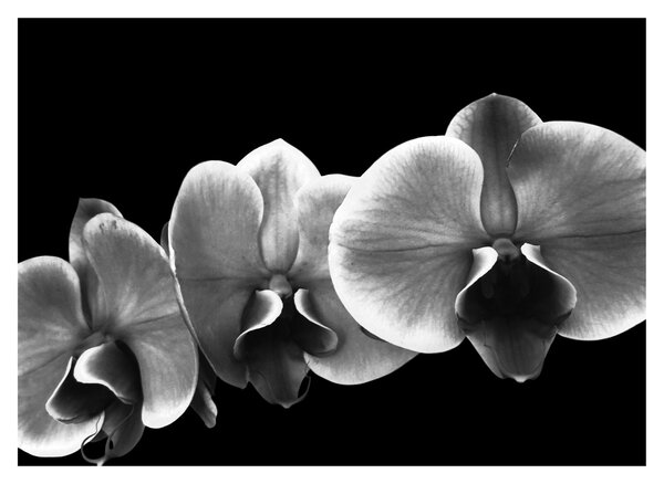Obraz kvetu orchidey (70x50 cm)