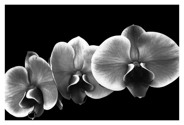 Obraz kvetu orchidey (90x60 cm)