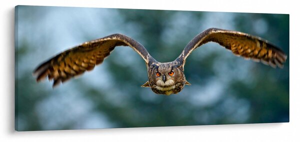 Obraz - Sova pri lete (120x50 cm)
