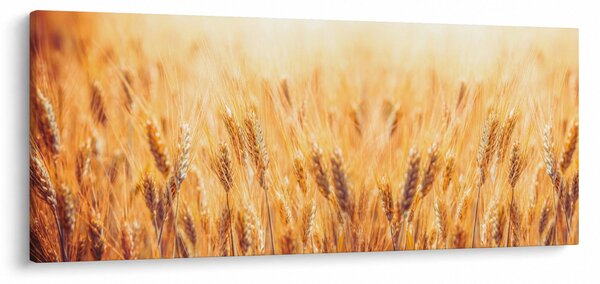 Obraz - pole s obilím (120x50 cm)