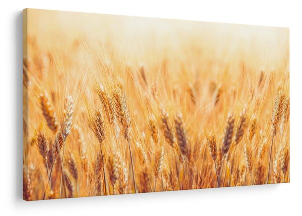 Obraz - pole s obilím (90x60 cm)