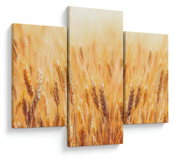 Obraz - pole s obilím (90x60 cm)