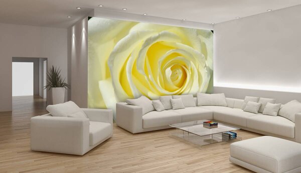 Fototapeta - Žltkastá ruža (152,5x104 cm)