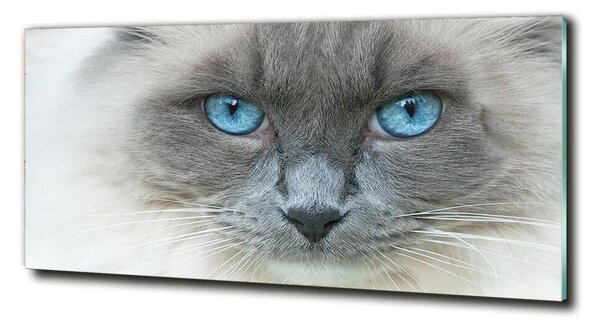 Moderné sklenený obraz z fotografie Mačka modré oči