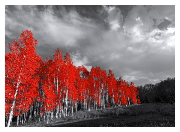 Obraz - Stromy vo farbe jesene (70x50 cm)