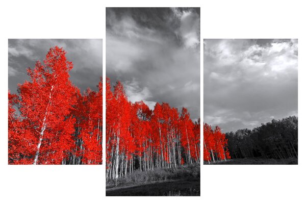 Obraz - Stromy vo farbe jesene (90x60 cm)