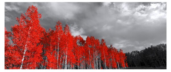 Obraz - Stromy vo farbe jesene (120x50 cm)