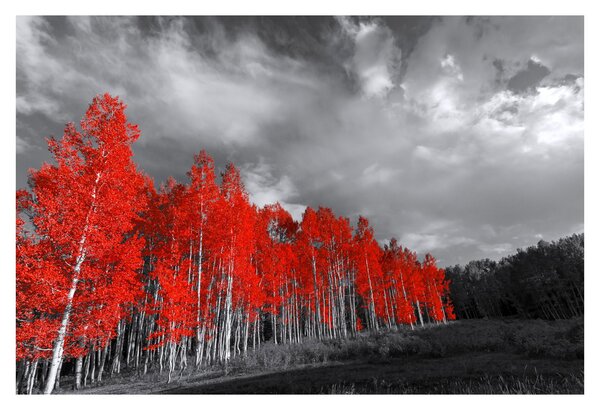 Obraz - Stromy vo farbe jesene (90x60 cm)