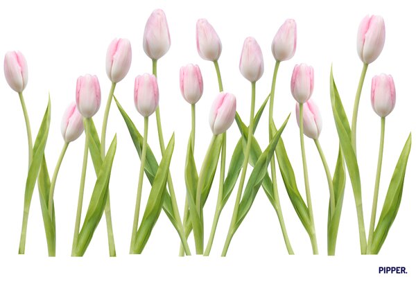 PIPPER. Textilná nálepka na stenu "Tulipány 2"