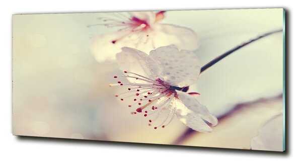 Foto obraz sklo tvrdené Kvet višne