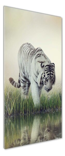 Foto obraz sklo tvrzené Biely tiger