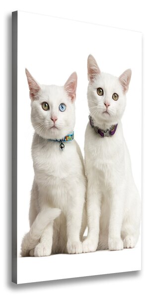 Foto obraz na plátne Dve biele mačky