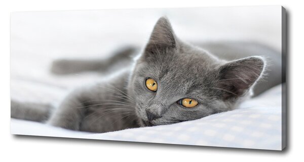 Foto obraz na plátne Sivá mačka pl-oc-125x50-f-43951156
