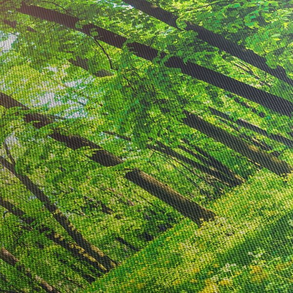 Obraz - Jarný listnatý les (90x60 cm)
