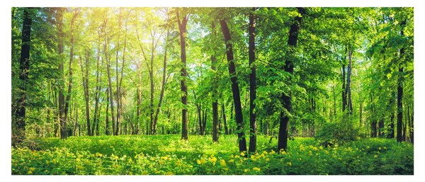 Obraz - Jarný listnatý les (120x50 cm)