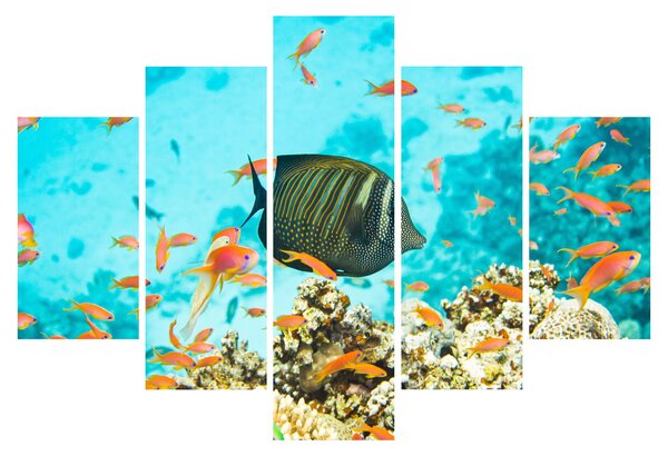 Obraz podmorského sveta (150x105 cm)