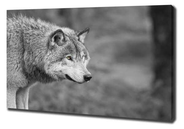 Foto obraz canvas Sivý vlk pl-oc-100x70-f-125421387