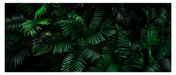 Obraz - Tropické papradie (120x50 cm)
