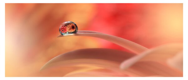 Obraz kvetinové kvapky rosy (120x50 cm)