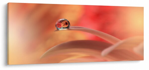 Obraz kvetinové kvapky rosy (120x50 cm)