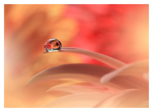 Obraz kvetinové kvapky rosy (70x50 cm)