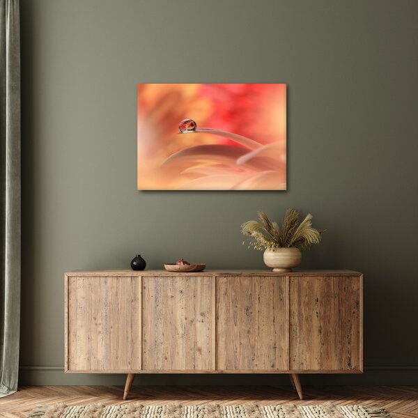 Obraz kvetinové kvapky rosy (70x50 cm)