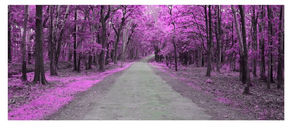 Obraz - Cesta parkom (120x50 cm)