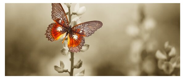 Obraz motýľa (120x50 cm)