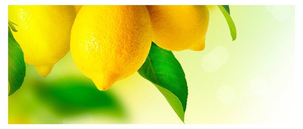 Obraz citrónov (120x50 cm)