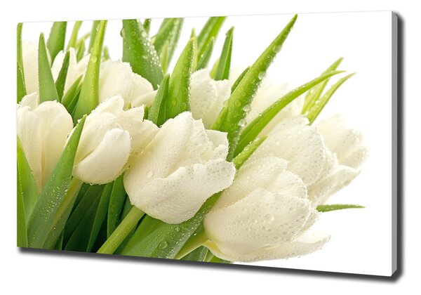 Foto obraz tlačený na plátne Biele tulipány