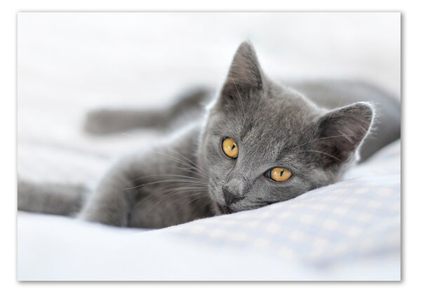 Foto obraz sklenený horizontálne Sivá mačka