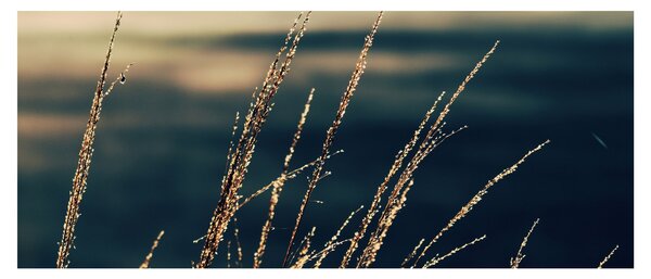 Obraz tráv (120x50 cm)