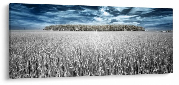 Obraz pole (120x50 cm)