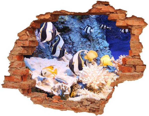 Foto fotografie diera na stenu Koralový útes