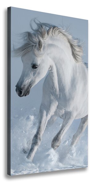 Foto obraz na plátne Biely kôň cval