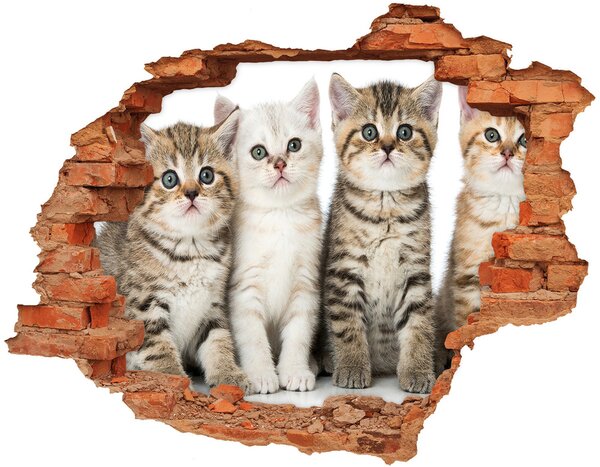 Fototapeta diera na stenu Malé mačky nd-c-159885002