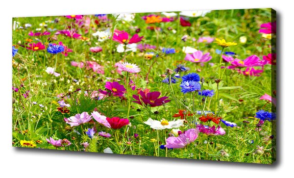 Foto obraz na plátne Plolní kvety pl-oc-100x50-f-169402975