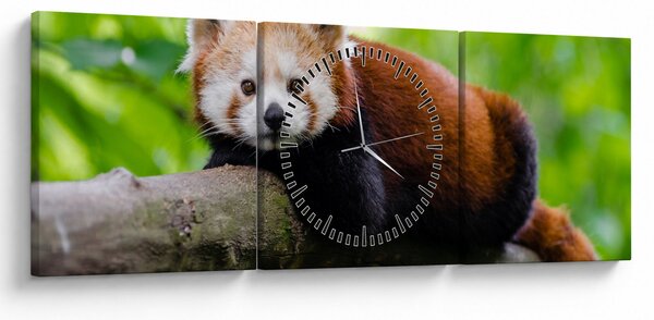 Obraz pandy červenej (s hodinami) (90x30 cm)